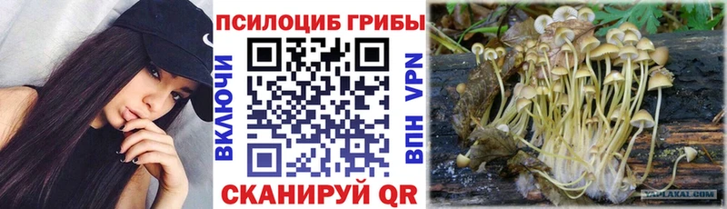 omg онион  Таганрог  Псилоцибиновые грибы Cubensis 